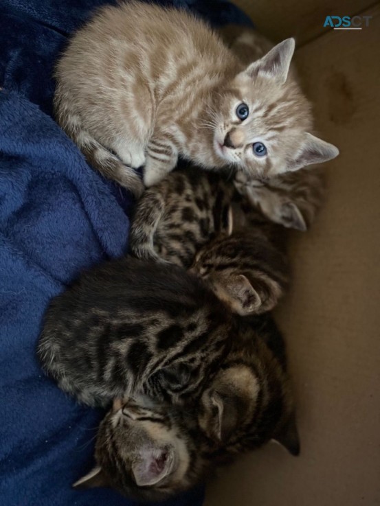 Bengal Kittens for Sale