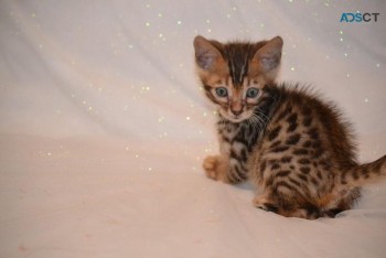 Bengal Kittens Available 