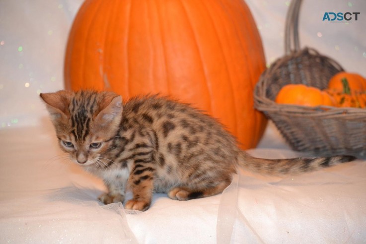 Bengal Kittens Available 