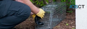 Best Possum Removal Brisbane