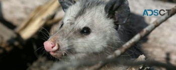 Best Possum Removal Brisbane