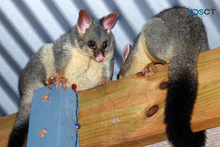 Best Possum Removal Brisbane