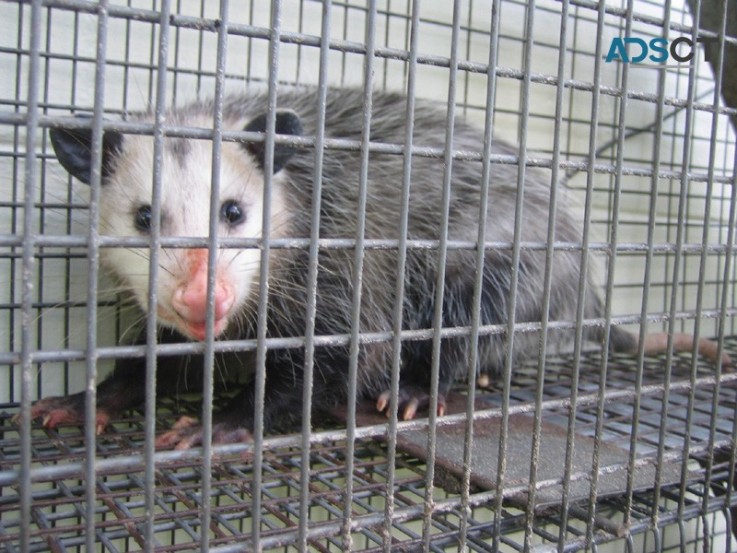 Best Possum Removal Brisbane