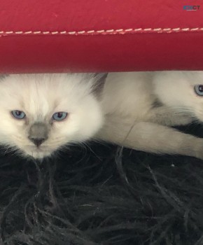 Ragdoll Kittens