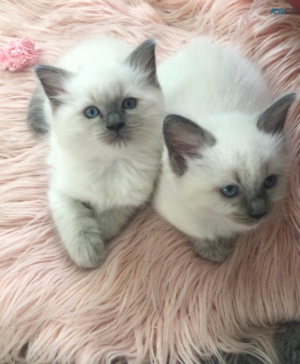 Ragdoll Kittens