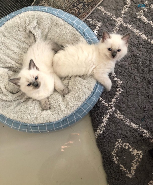 Ragdoll Kittens