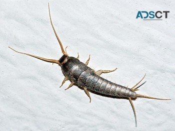 Silverfish Pest Control Adelaide