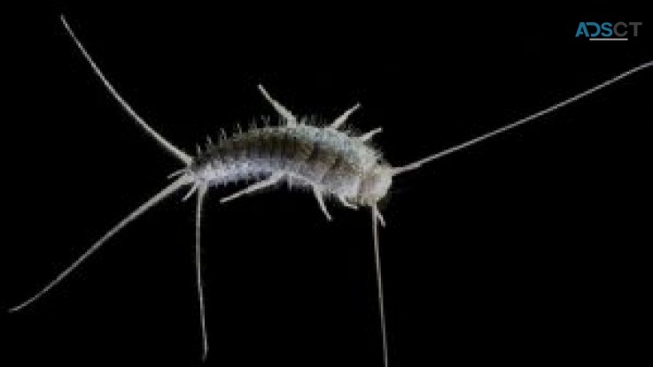 Silverfish Pest Control Adelaide