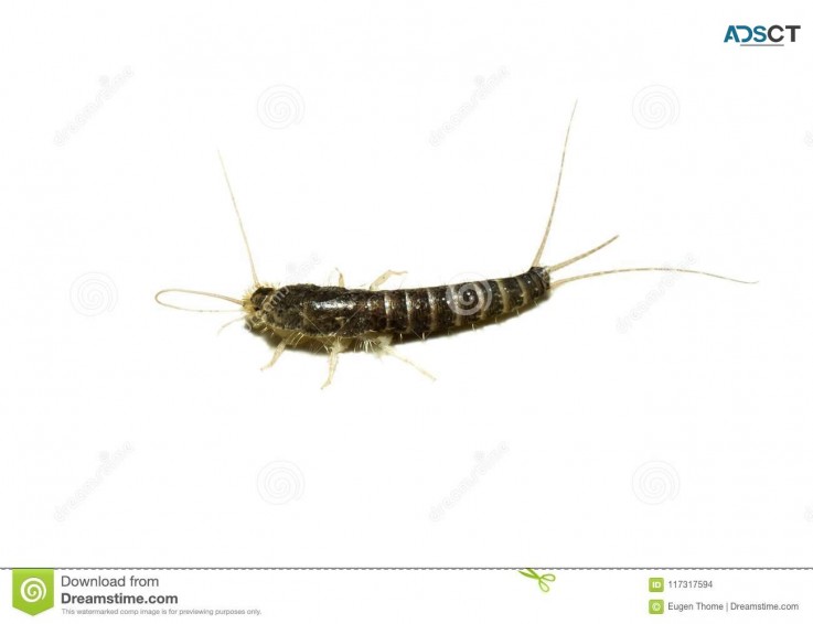 Silverfish Pest Control Adelaide