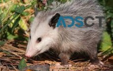 Possum Control Brisbane