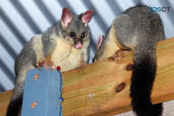 Possum Control Brisbane