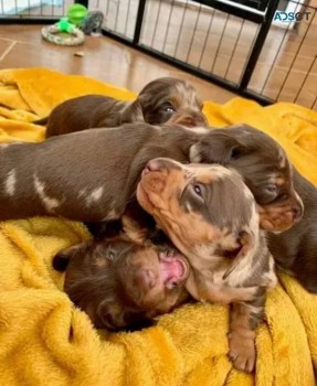 Miniature Dachshund puppies