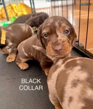 Miniature Dachshund puppies