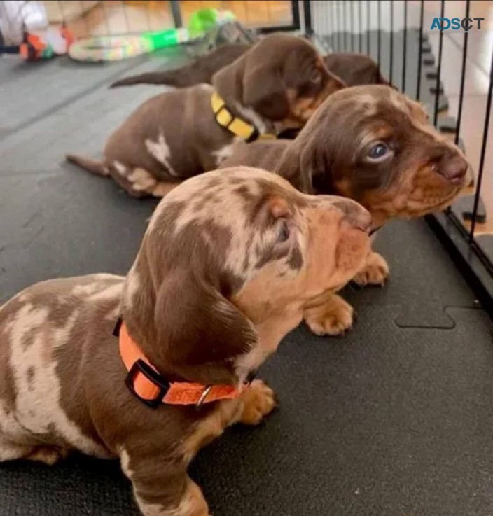 Miniature Dachshund puppies