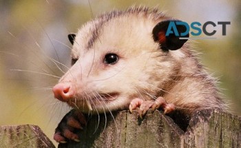 Be Pest Free Possum Removal Adelaide