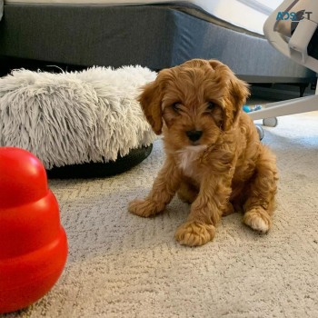 Adorable male and female Cavapoo pups