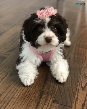 Adorable male and female Cavapoo pups