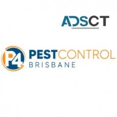 Termite Inspections Brisbane