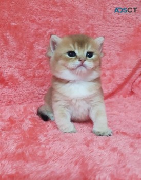  British Shorthair Kitten