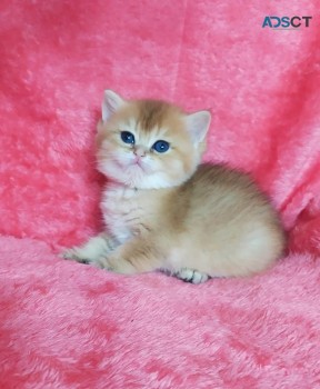  British Shorthair Kitten