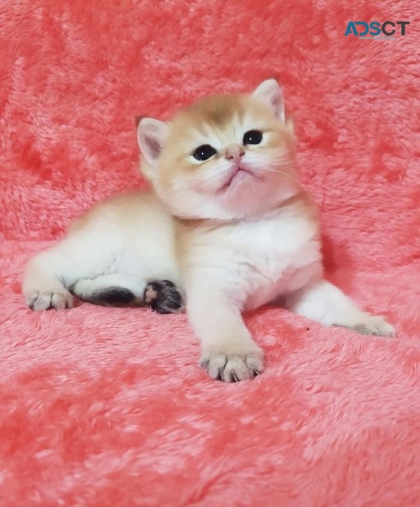  British Shorthair Kitten