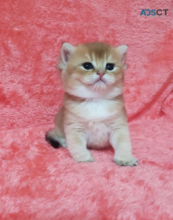  British Shorthair Kitten