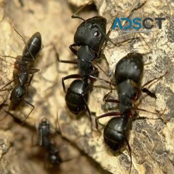 Be Pest Free Ants Control Adelaide