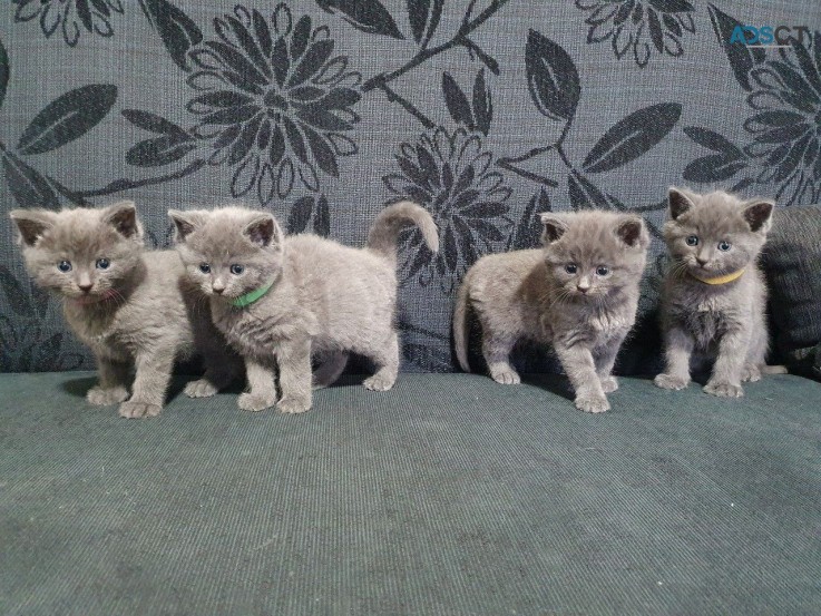 Russian Blue kittens available