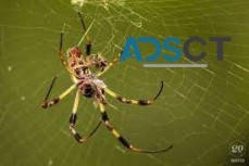 Spider Pest Control Sydney