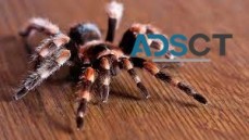 Spider Pest Control Sydney