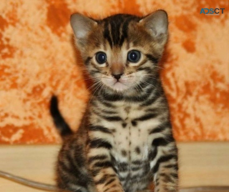 Bengal kittens