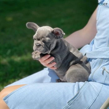 French Bulldog puppies for sale