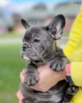 French Bulldog puppies for sale