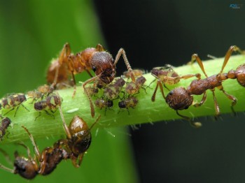 Fast Ant Control Brisbane