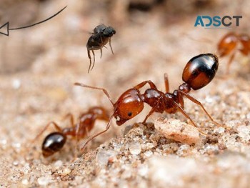 Fast Ant Control Brisbane