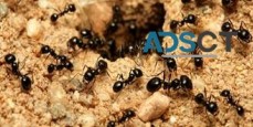 Fast Ant Control Brisbane