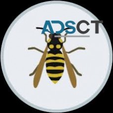 Wasp Pest Control Perth