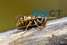 Wasp Pest Control Perth