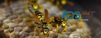 Wasp Pest Control Perth