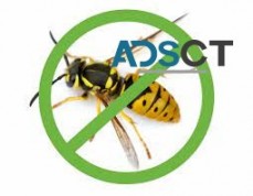 Wasp Pest Control Perth