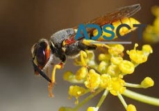 Wasp Pest Control Perth