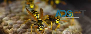 Wasp Pest Control Perth