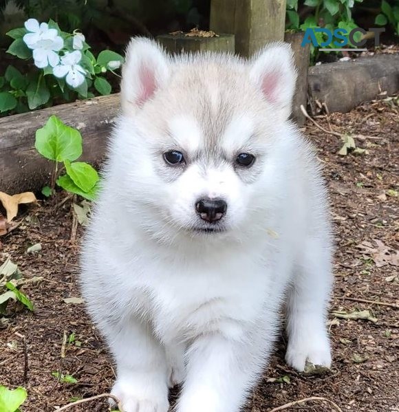 Siberian Husky Puppies