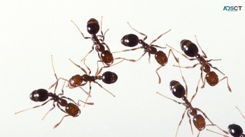 Fast Ant Control Adelaide