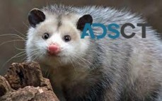 Possum Pest Control Perth