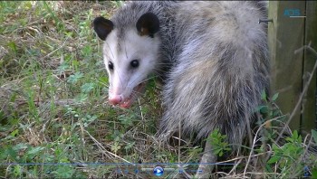 Possum Pest Control Perth