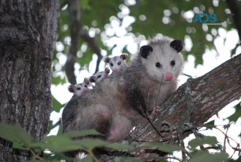 Possum Pest Control Perth