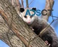 Possum Pest Control Perth