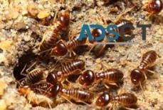 Termite Pest Control Perth