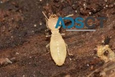 Termite Pest Control Perth